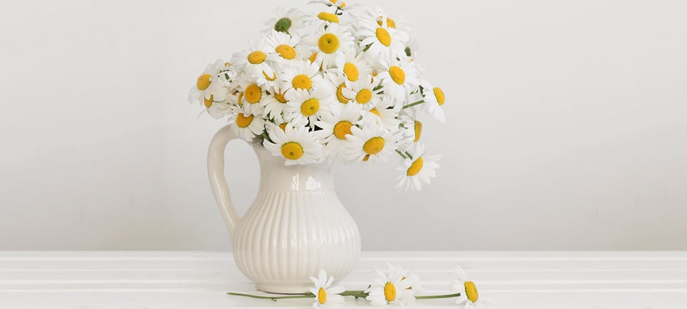 Daisies in a white vase