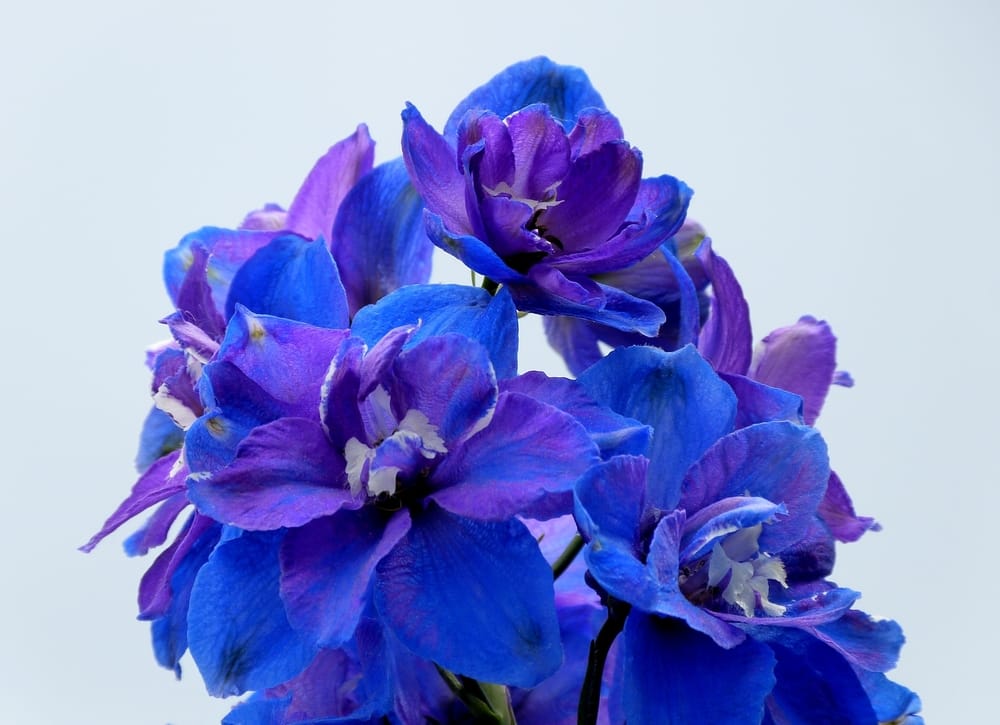 July Birth Flowe, Delphinium