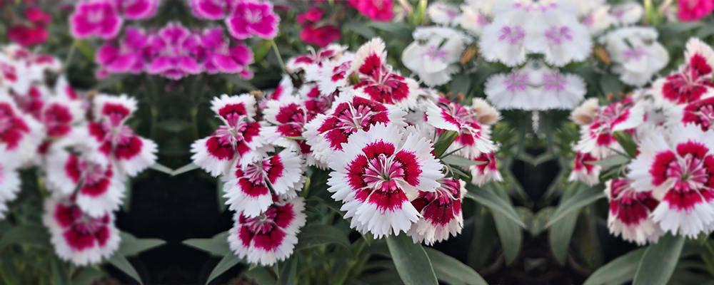 Dianthus