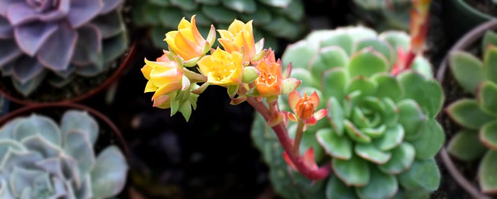 Echeveria Flower