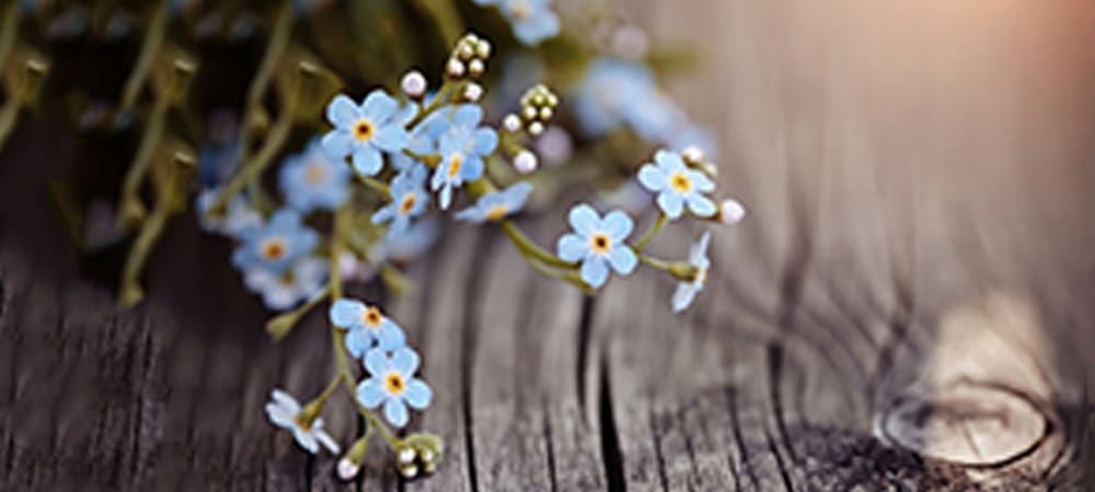 Forget Me Not