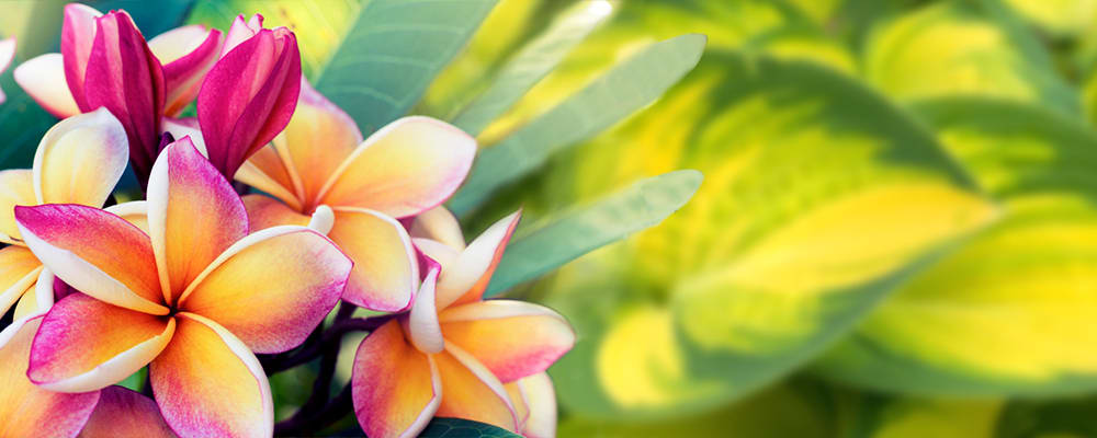 Frangipani