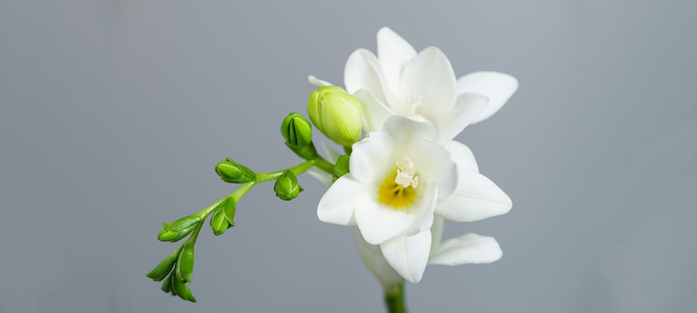 Freesia