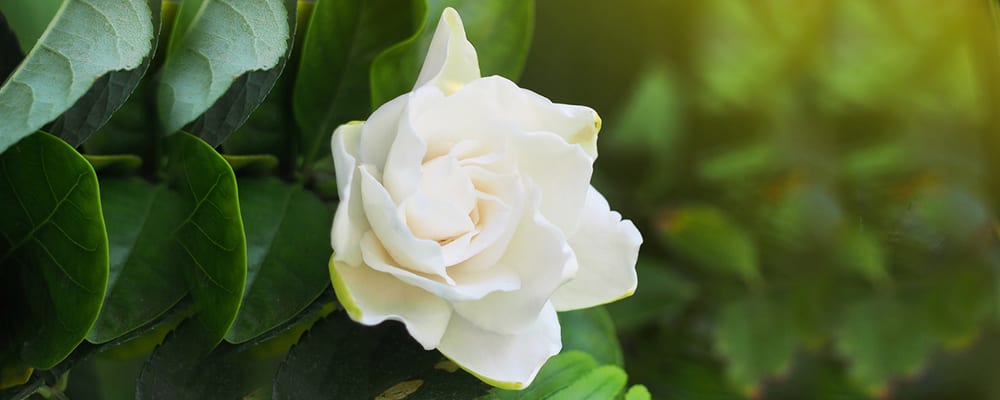 Gardenia Flowers