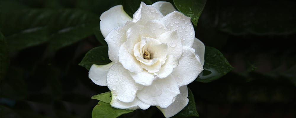 Gardenia