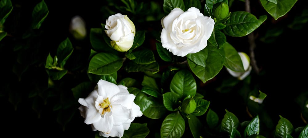 Gardenia