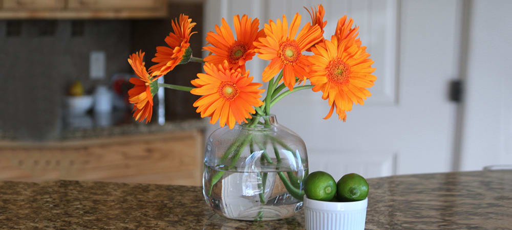 Gerbera in a Vase