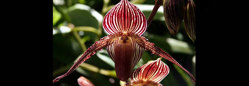 Gold of Kinabalu Orchid
