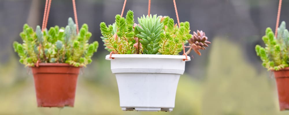 Hanging Succulents
