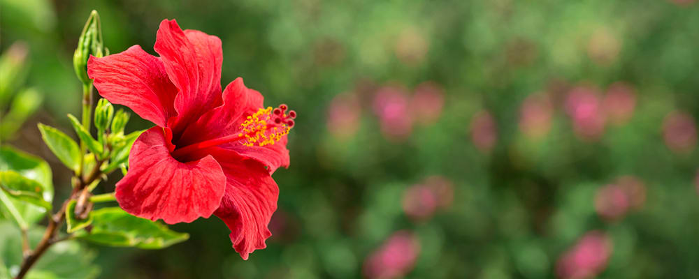 Indian Flower