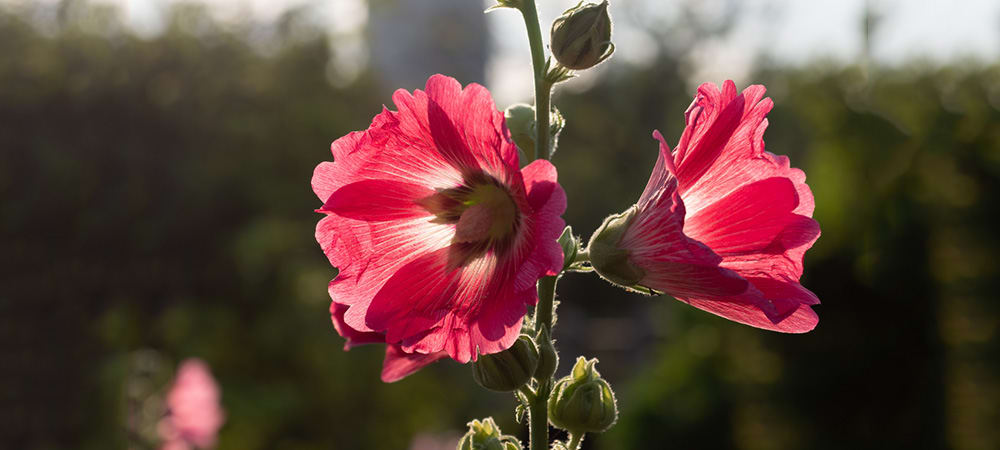 Hollyhock