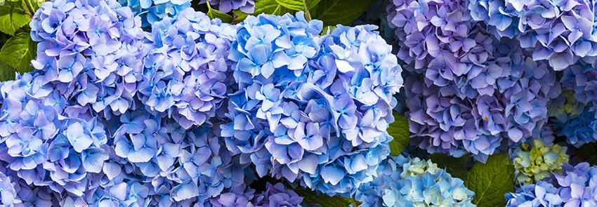 Blue Hydrangea