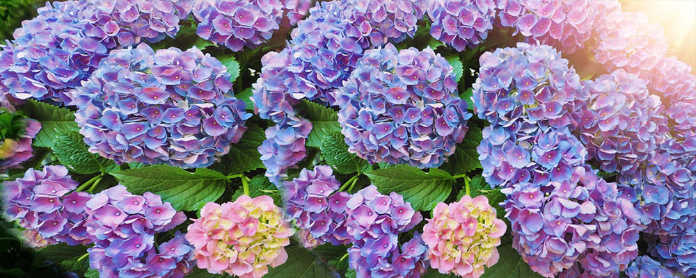 Hydrangeas