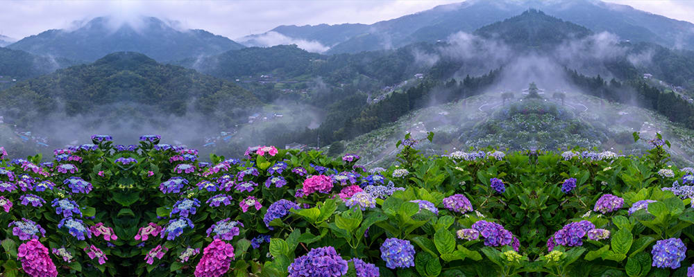 Hydrangeas