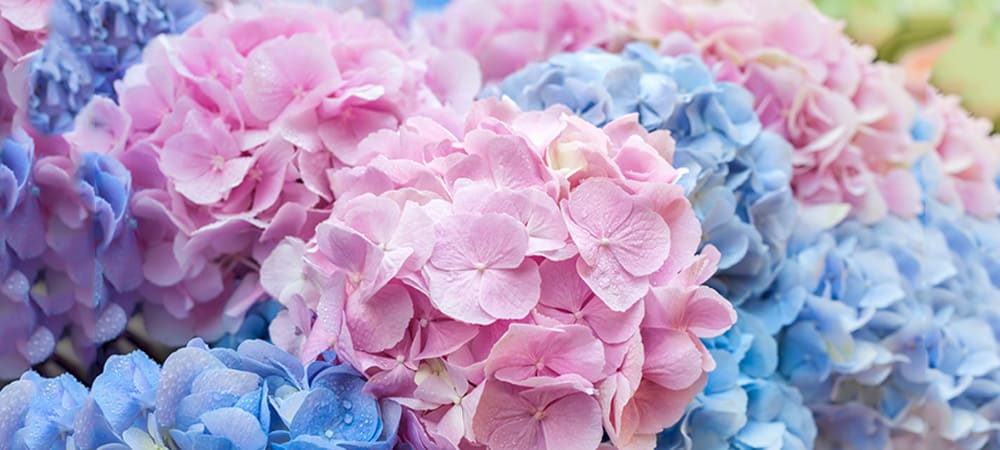 Hydrangea