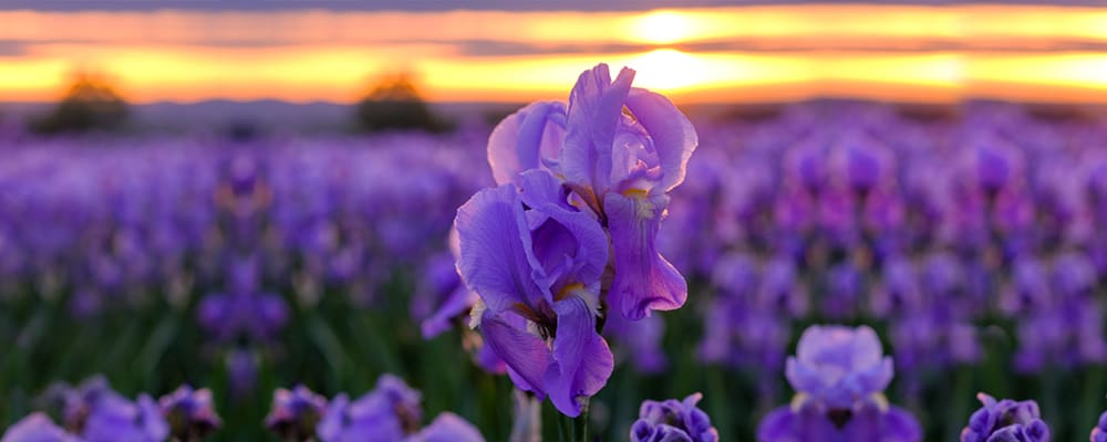 Iris Flower