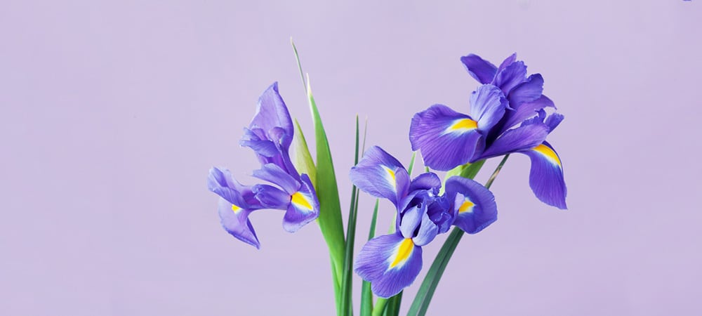 Iris Flower