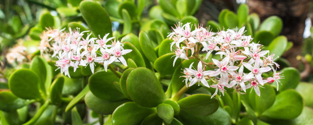 Jade Flowering Plant