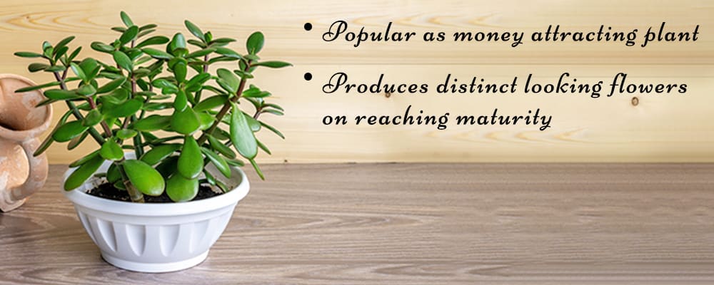 Jade Plant in a Pot