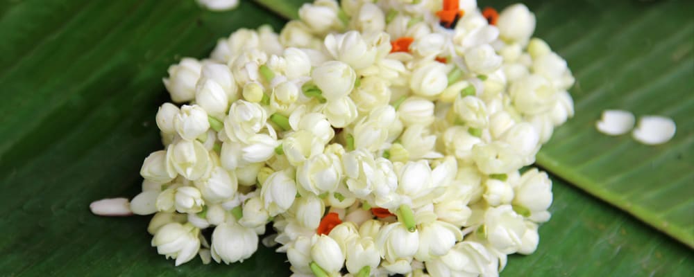 A Guide To Indian Blooms Flower Types And Uses