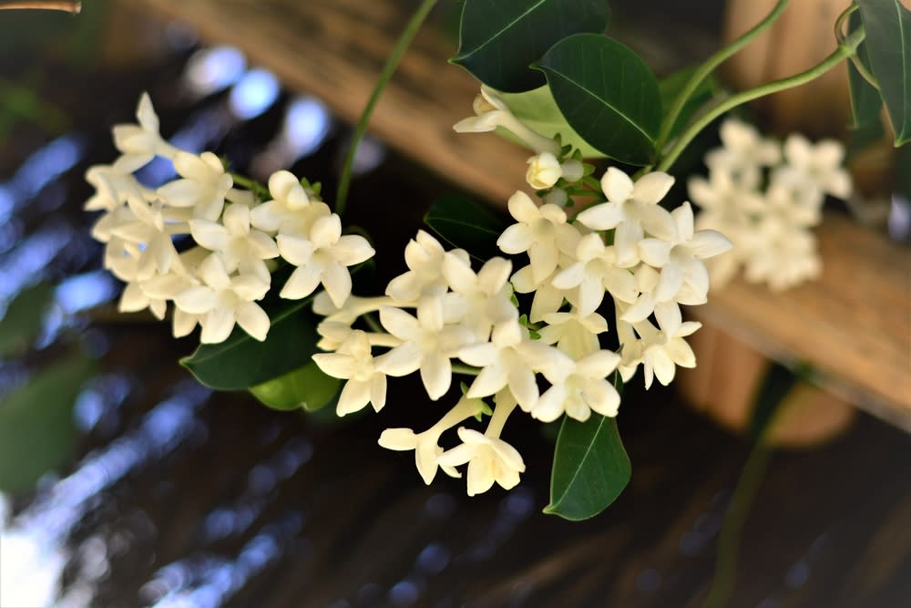 Jasmine