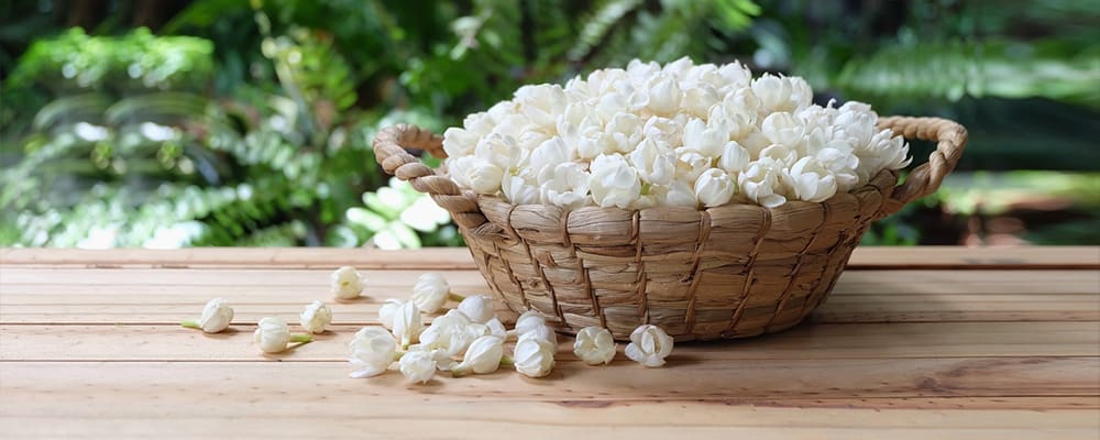 Jasmine in a Basket