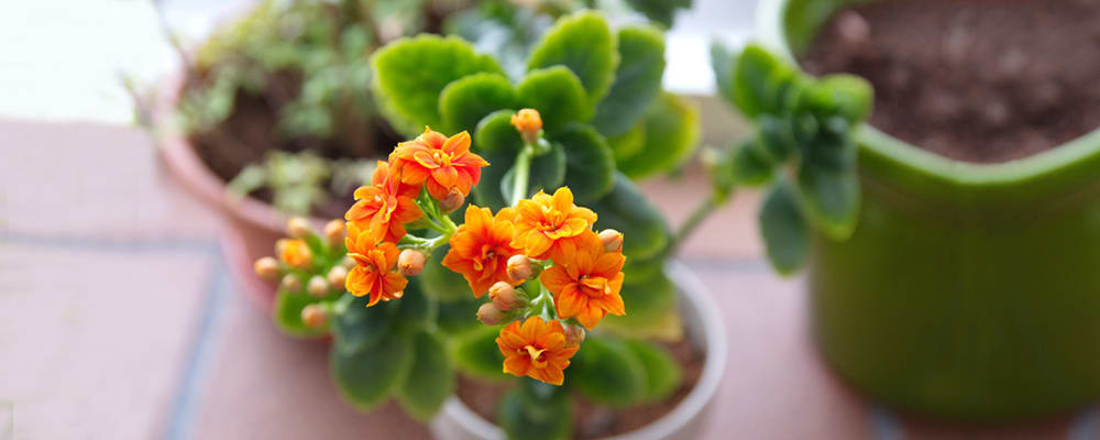 Kalanchoe Flower