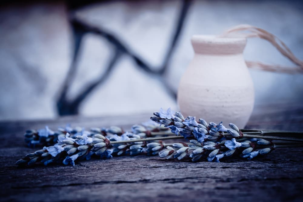 Lavender