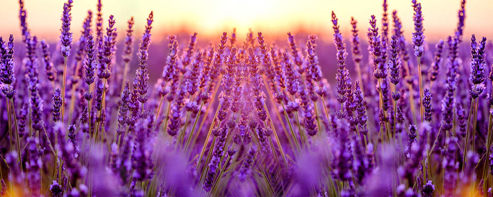 Lavender