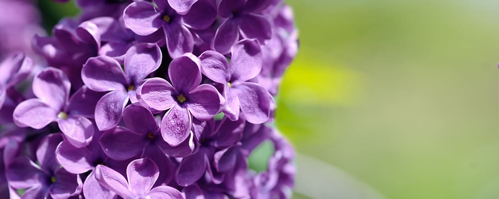 Lilac Flower