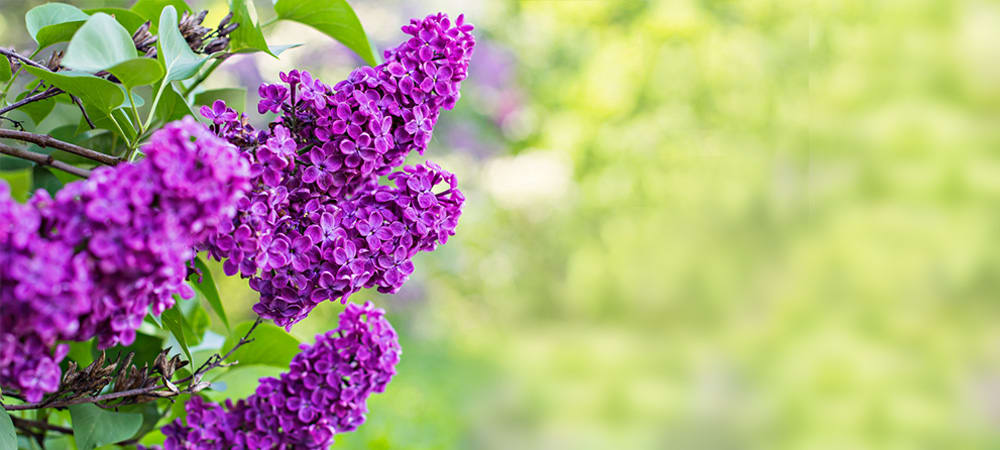 Lilac Flower