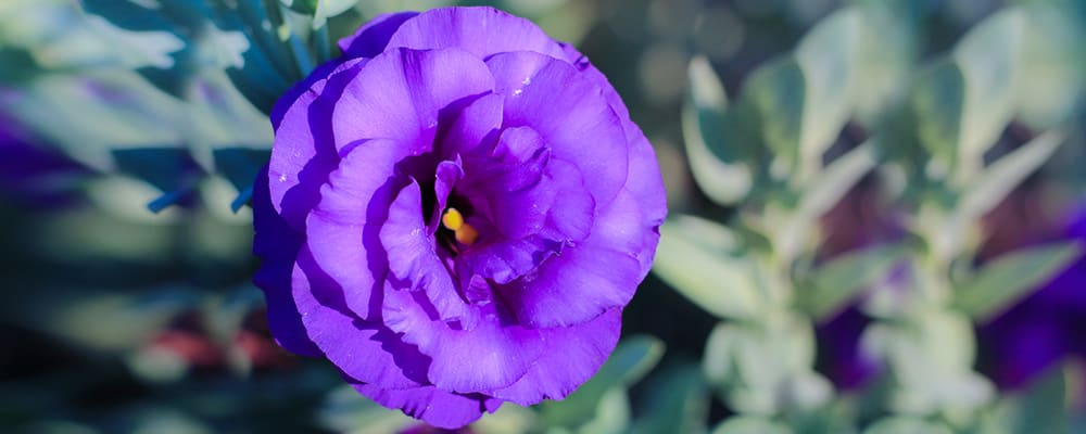 Lisianthus Flower