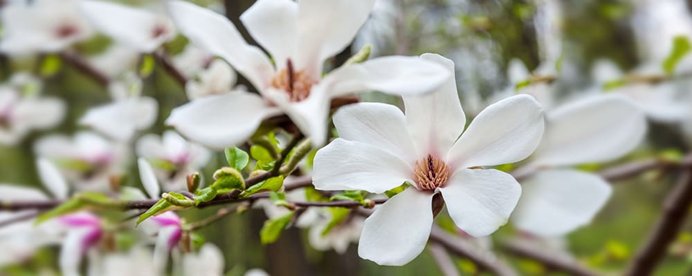 Magnolia Flower