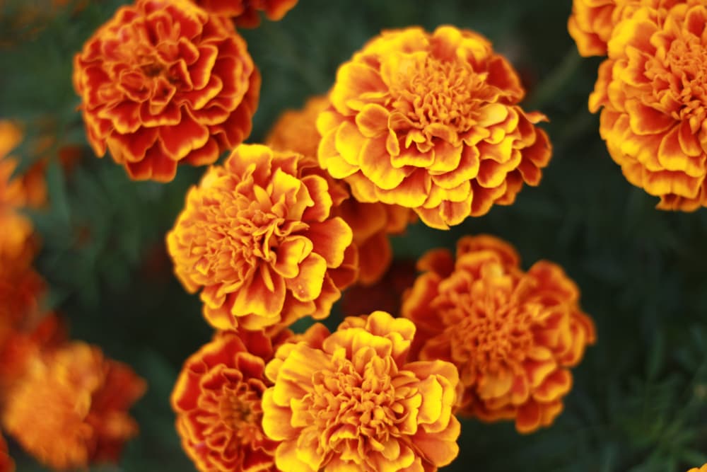 October Birth Flower, Marigolds