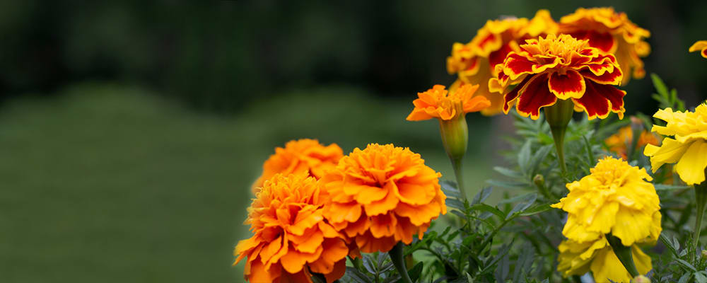 Marigold