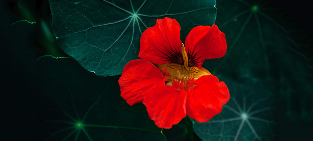 Nasturtium