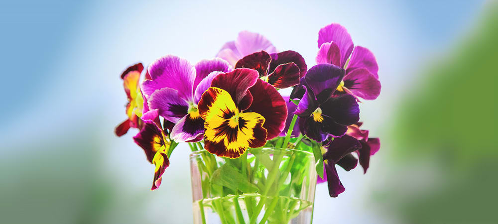 Pansy Flowers