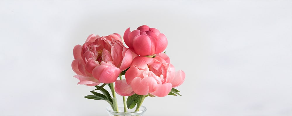 Peony Flower