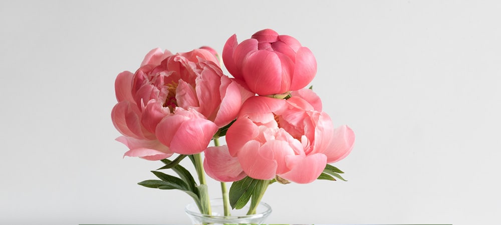 Peony