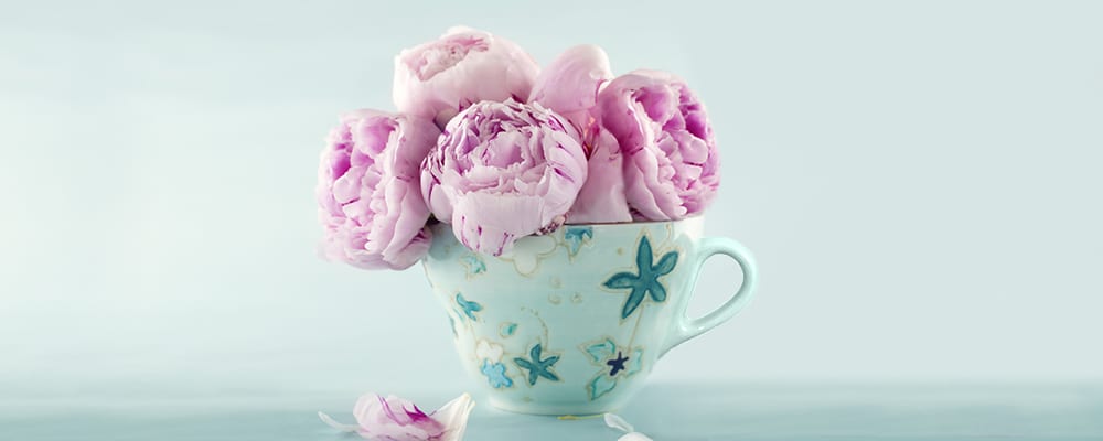 Pink Peonies in A Cup