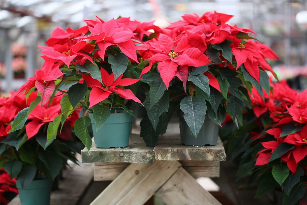 December Birth Flower, Poinsettia