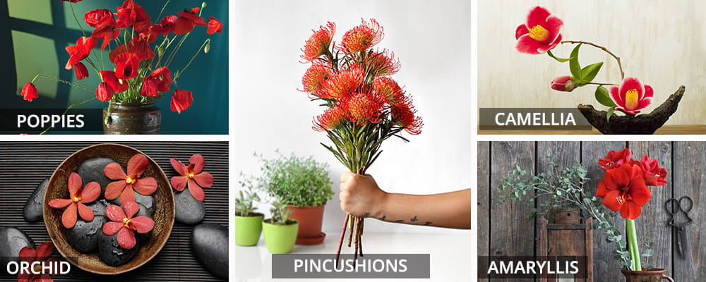 5 Type of Red Spring Flowers