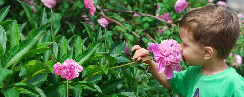 Scent of Peonies