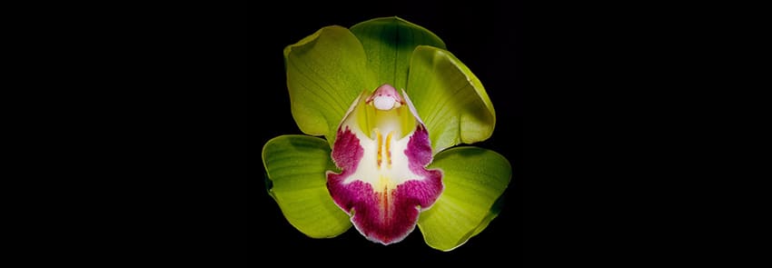 Shenzhen Nongke Orchid