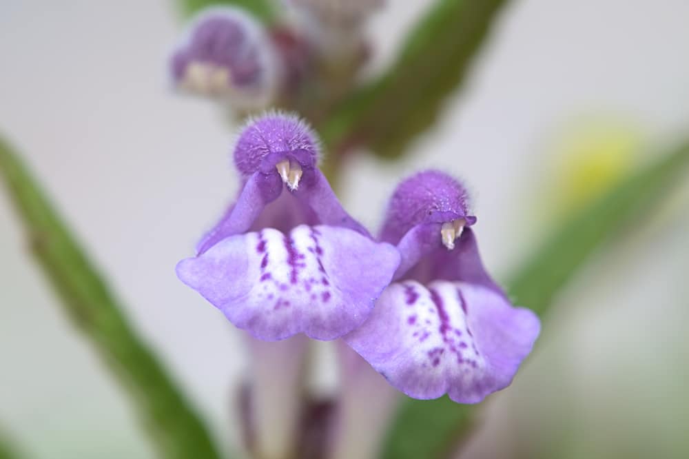 Skullcap