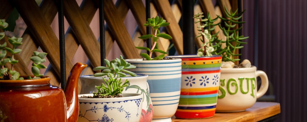 Succulents in Creative Pots