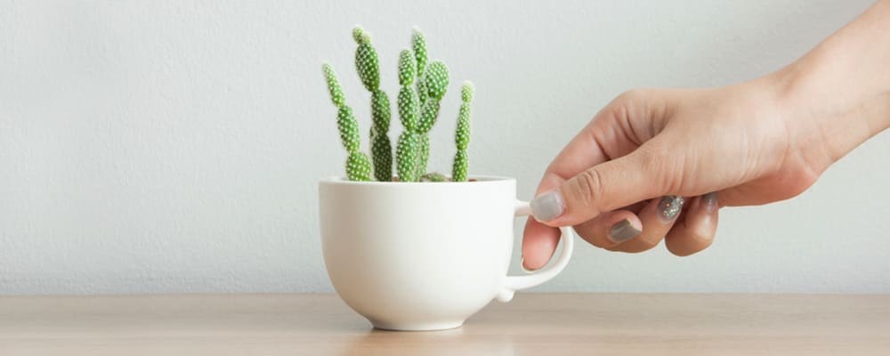 Succulents in aTeacup