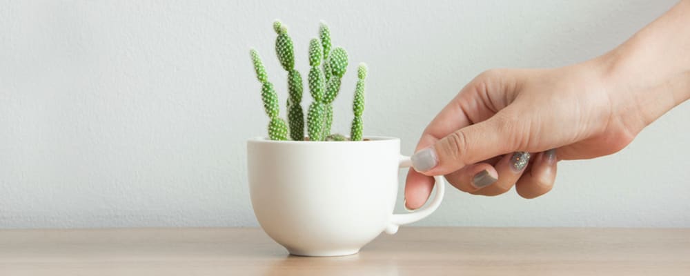 Succulents-in-a-Teacup