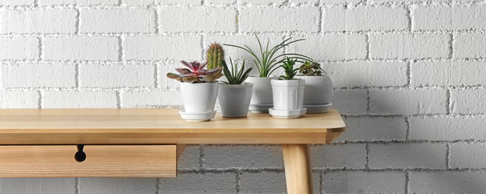 Succulents on Table