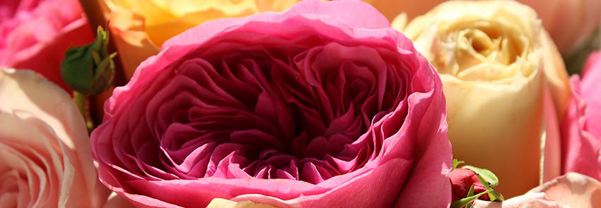 Juliet Rose